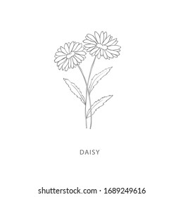 Hand drawn daisy flower.Plant design elements. Botanical logo.