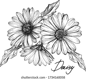 Hand drawn  daisy flowers set. Each element is isolated. There are layers of: every element, fill of flowers and line work. Very esasy to edit for any your project. Vector illustration