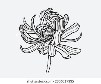 Hand drawn daisy flowers set. Each element is isolated. There are layers of: every element, fill of flowers and line work. Very esasy to edit for any your project. Vector illustration