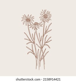 Hand drawn daisy illustration. Australian native flower svg