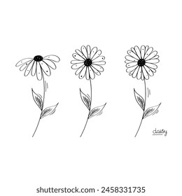 Hand Drawn Daisy Set Vector Design.