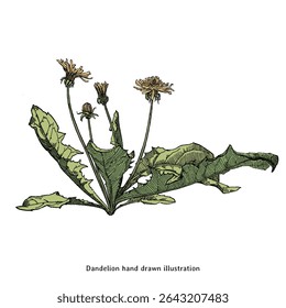 Hand Drawn Dandelion Botanical Illustration – Vintage Engraving Style