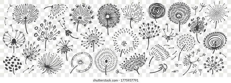 Hand drawn dandelion doodle set. Collection of pencil chalk drawing sketches of different various form blowball flower on transparent background. Nature beautiful field plant illustration.