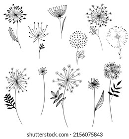 Hand drawn dandelion doodle set. Collection of pencil drawing sketches of different various form blowball flower on white background. 