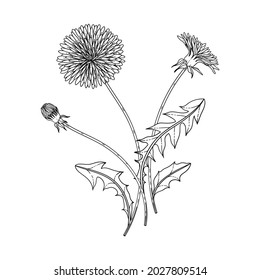 Hand drawn dandelion floral illustration with line art on white backgrounds.