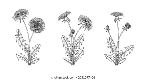 Hand drawn dandelion floral illustration with line art on white backgrounds.