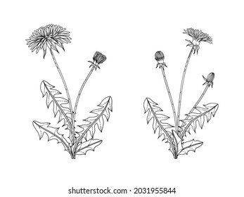 Hand drawn dandelion floral illustration with line art on white backgrounds.