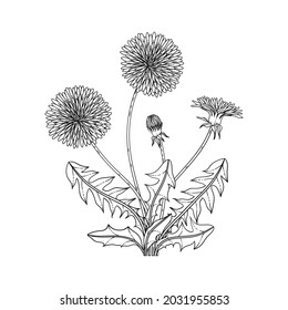 Hand drawn dandelion floral illustration with line art on white backgrounds.