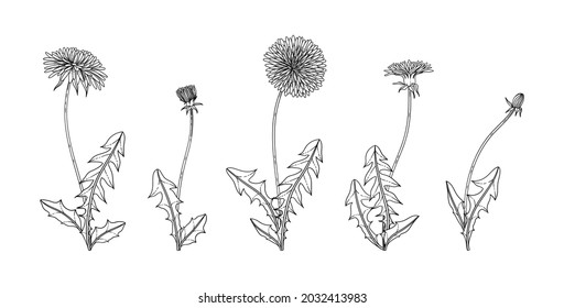 Hand drawn dandelion floral illustration with line art on white backgrounds.