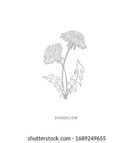 Hand drawn dandelion flower.Plant design elements. Botanical logo.