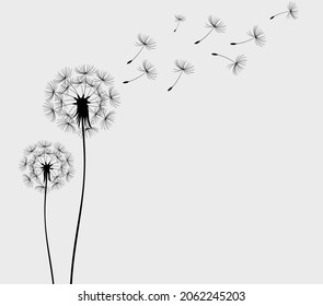 Hand drawn dandelion flowers. Abstract floral summer posters, wall art isolated on white background,  Creative vector illustration
