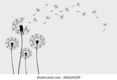 Hand drawn dandelion flowers. Abstract floral summer posters, wall art isolated on white background,  Creative vector illustration
