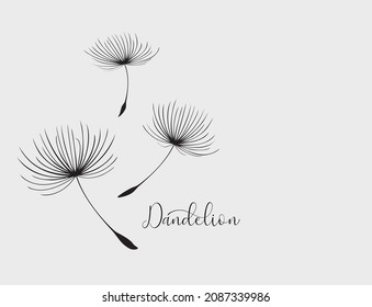 Hand drawn dandelion flowers. Abstract floral summer posters, wall art isolated on white background,  Creative vector illustration