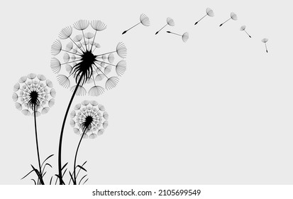 Hand drawn dandelion flowers. Abstract floral summer posters, wall art isolated on white background,  Creative vector illustration