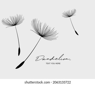 Hand drawn dandelion flowers . Dandelion parachutes by the wind on a white background
