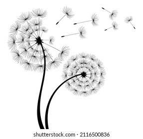 Hand drawn dandelion flowers .Vector isolated decoration element from scattered silhouettes