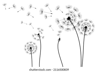 Hand drawn dandelion flowers .Vector isolated decoration element from scattered silhouettes