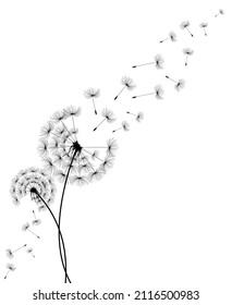 Hand drawn dandelion flowers .Vector isolated decoration element from scattered silhouettes