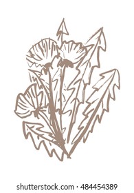 Hand drawn dandelion flowers. Vector dandelion background.