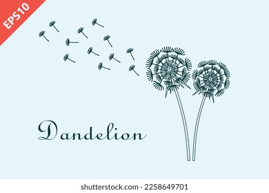 Hand drawn dandelion with flying seeds, dandelions design vector flat modern isolated illustration