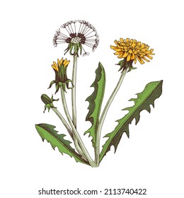 Hand drawn Dandelion. Medicinal herb