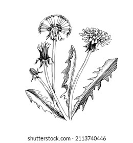 Hand Drawn Dandelion. Medicinal Herb