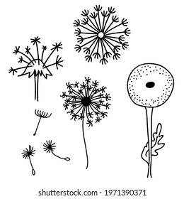 Hand drawn dandelions. Doodle vector illustration. Isolated on a white background.