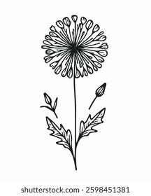 Hand drawn dandelions sketch, dandelion buds flower, leaf, set of spring flowers vector, illustration outline drawing, botanical black and white line art, lineart leaves and stems in engraving style