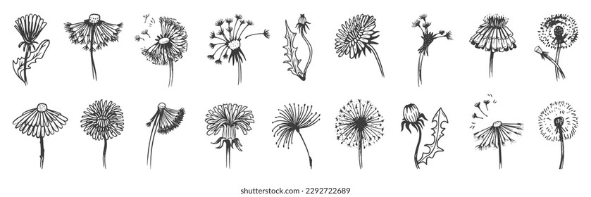 Hand drawn dandelions vintage doodle graphic elements. Isolated dandelion, abstract summer blooming flowers. Fluff floral neoteric vector set