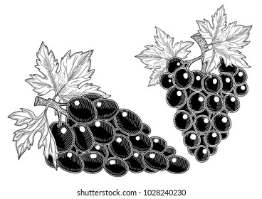 Hand drawn dark grape. Set of grapes sketch or tattoo.  Black and white vector illustration.
