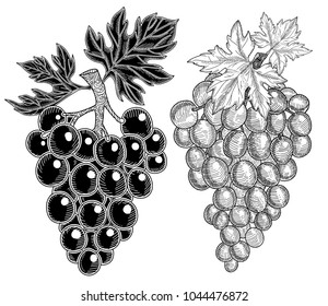 Hand drawn dark and light grape. Set of grapes sketch. Black and white vector illustration.