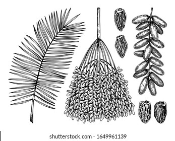 Hand drawn date leaves, fresh and dried fruits, branch, palm sketches set. Vintage dehydrated date fruits in engraved style. Delicious healthy dessert. Realistic oriental sweets vector illustrations.