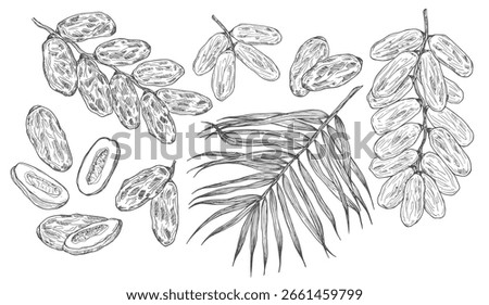 Hand drawn date leaves, fresh and dried fruits, branch, palm sketches set. Vintage dehydrated date fruits in engraved style. Delicious healthy dessert. Realistic oriental sweets vector illustrations.