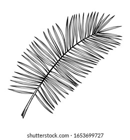 Hand drawn date palm leaf sketch. Exotic plant botanical element. Vintage tropical leaves in engraved style.  Date palm illustration.