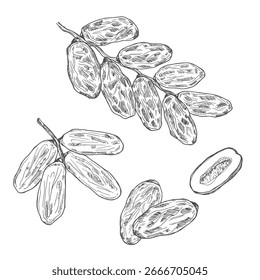 Fechas dibujadas a mano en el boceto de la rama. Antiguas frutas deshidratadas en estilo grabado. Delicioso postre saludable - dátiles secos. Ilustraciones vectoriales dulces orientales realistas.