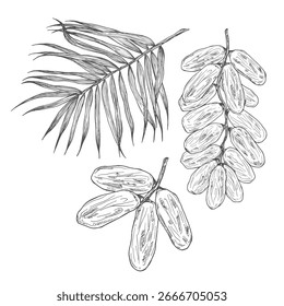 Fechas dibujadas a mano en el boceto de la rama. Antiguas frutas deshidratadas en estilo grabado. Delicioso postre saludable - dátiles secos. Ilustraciones vectoriales dulces orientales realistas.