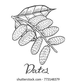 Hand drawn Dates. Vector illustration of dried dates organic food date palm on white background.