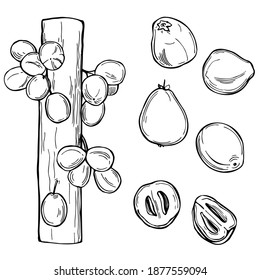 Hand drawn Davidson's plum (Davidsonia jerseyana,  Mullumbimby plum) Vector sketch  illustration.