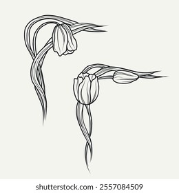 Hand drawn decorative art nouveau borders. Line art ornamental corners