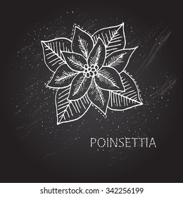 Hand drawn decorative christmas poinsettia, design element. Can be used for cards, invitations, gift wrap, print, scrapbooking. Christmas and New Year chalkboard background