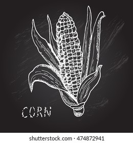 Hand drawn decorative corn, design element. Can be used for cards, invitations, gift wrap, print, scrapbooking. Kitchen theme. Chalkboard background. Sketch