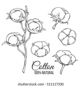 Hand drawn decorative cotton flowers . Vector illustration in old ink style.