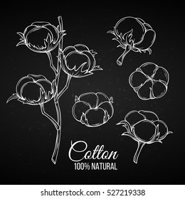 Hand drawn decorative cotton flowers . Vector illustration in old style. Chalk board style.