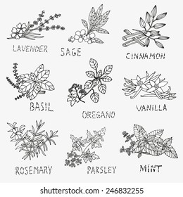 Hand drawn decorative culinary herbs, design elements. Herbs and spices collection. Can be used for cards, invitations, gift wrap, print, scrapbooking. Kitchen theme