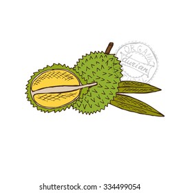 Hand drawn decorative durian fruits, design elements. Can be used for cards, invitations, gift wrap, print, scrapbooking. Kitchen theme