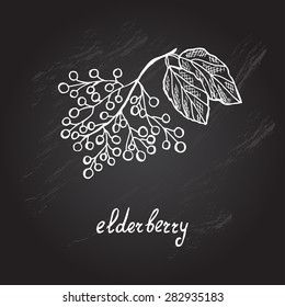 Hand drawn decorative elderberry, design element. Can be used for cards, invitations, gift wrap, print, scrapbooking. Kitchen theme. Chalkboard background. Sketch