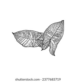 hand drawn decorative elements of leaves on white background vector illustration