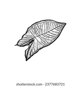 hand drawn decorative elements of leaves on white background vector illustration