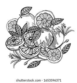 Handgezeichnete dekorative Grapefruits, Designelemente. Kann für Karten, Einladungen, Scrapbooking, Druck, Herstellung verwendet werden. Essen, Küche