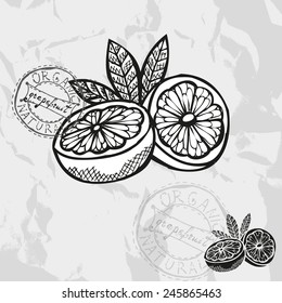 Hand drawn decorative grapefruits, design elements. Citrus collection. Can be used for cards, invitations, gift wrap, print, scrapbooking. Kitchen theme